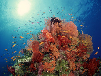 Landscape, Sea, Fishes HD wallpaper