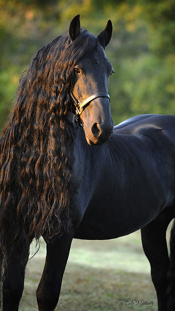 Black Horse, Animal HD phone wallpaper