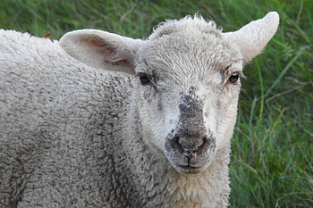 Animals, Muzzle, Curly, Sheep HD wallpaper