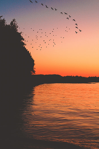 Nature, Birds, Sunset, Lake, Dark HD phone wallpaper