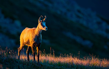 Andalusian chamois hunting, Thrilling adventures, Spanish wilderness, Pursuit of nature HD wallpaper