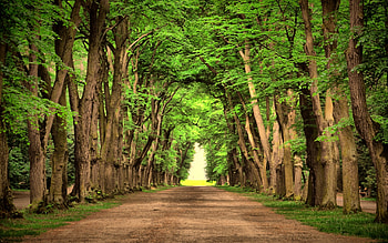 Landscape, Nature, Trees HD wallpaper