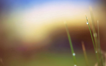 Grass, Background, Leaves, Drops, Macro, Blur, Smooth, Stains, Spots HD wallpaper