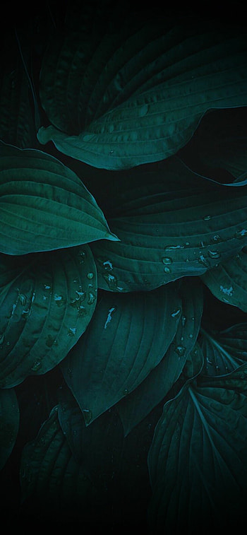 Dark leaves, iOSwall, Dark background HD phone wallpaper