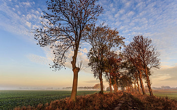 Nature, Trees, Sky, Autumn, Path HD wallpaper