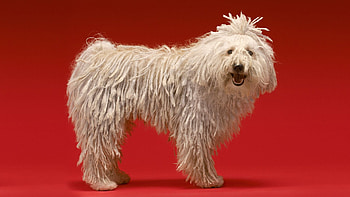 Bergamasco, Soul guardian, Dog breed, Adoption HD wallpaper