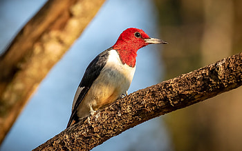 Red-headed Woodpecker, animal, branch, woodpecher, bird HD wallpaper