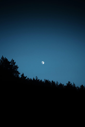 Trees, Night, Moon, Dark, Silhouettes, Outlines HD phone wallpaper