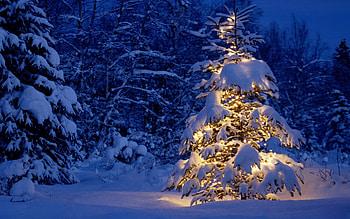 Christmas Tree, trees, winter, nature, snow, landscape HD wallpaper