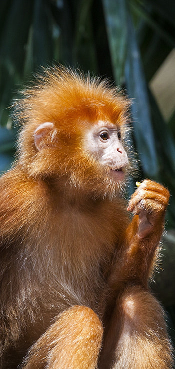 Monkey, animal kingdom, playful creatures, nature lovers HD phone wallpaper