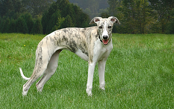 Moril whippet, , Unique markings, Enchanting eyes HD wallpaper