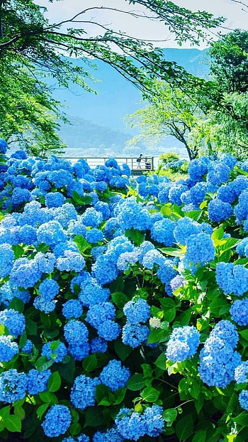 Flower, Blue Adorable Flower HD phone wallpaper