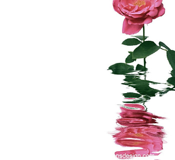 Rose, pink, roses HD wallpaper