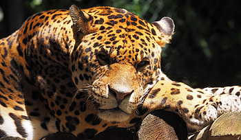 Jaguar, animal, predator, muzzle, wild HD wallpaper