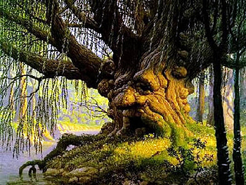 The face of a willow, river, trunk, moss, face, willow cascades HD wallpaper