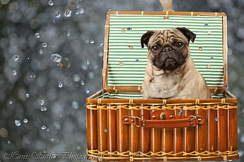 Pug, dog, animal, puppy HD wallpaper