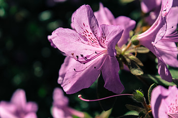 Flowers, Lilac, Flower, Petals, Rhododendron HD wallpaper