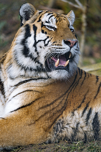 Animals, Predator, Big Cat, Tiger, Fangs, To Fall, Mouth HD phone wallpaper