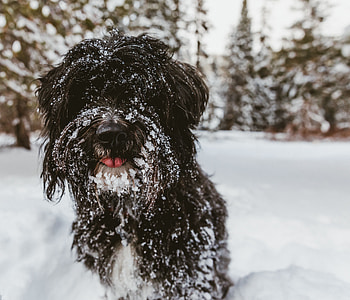 Animals, Snow, Dog, Shaggy, Tibetan Terrier HD wallpaper