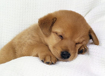 Off in doggy land night night.., irresistable, cute, loving, adorable HD wallpaper
