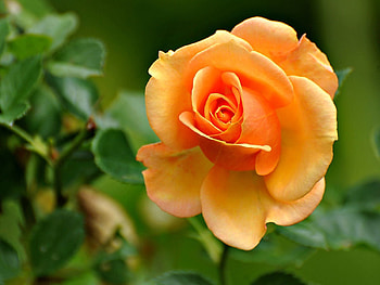 Flowers, Flower, Bright, Rose Flower, Rose, Petals HD wallpaper
