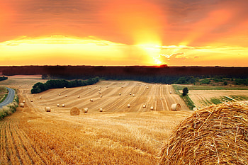 Hayfield at Sunset, bales, nature, field, sunset HD wallpaper