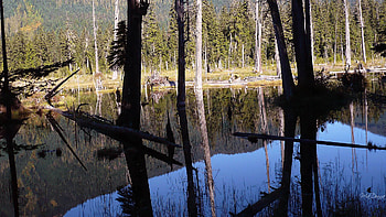 Beaver Pond, washington, trees, mountains, water, forest, pond HD wallpaper