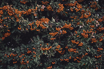 Nature, Leaves, Berries, Branches, Rowan, Grona HD wallpaper