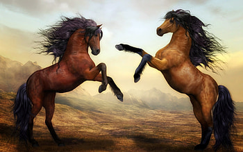 Two Horses Fighting, Animal, Horses, Fighting, Two HD wallpaper