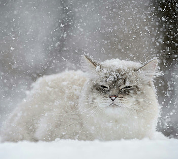 Snow Cat, animal, Long haired, snow, cat, wild HD wallpaper