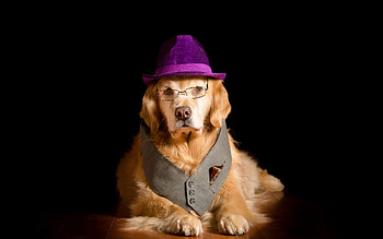 :), purple, dog, animal, black, funny, pet, golden retriever, hat, caine HD wallpaper