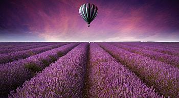 Lavender, 270 HD wallpaper
