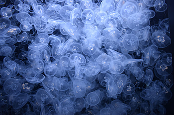 Animals, Water, Jellyfish, Depth, Creatures HD wallpaper