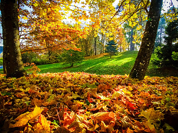 Fall foliage, leaves, fall, autumn, trees, beautiful, grass, park HD wallpaper