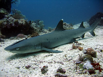 Lurking on the Ocean Bed, shark, bed, ocean, lurking HD wallpaper