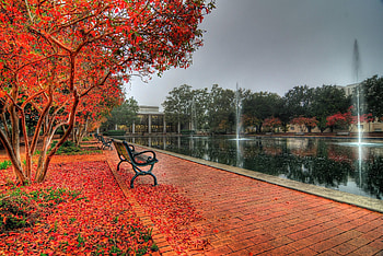 University of South Carolina, Gamecock pride, Football culture, Campus HD wallpaper