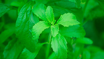 Stevia, Stevial cristalco, Food HD wallpaper