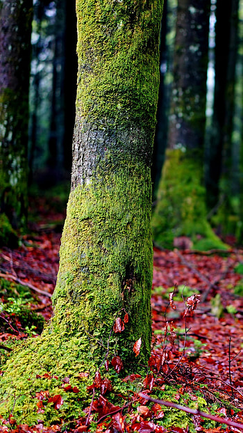 tree, moss, nature, forest HD phone wallpaper