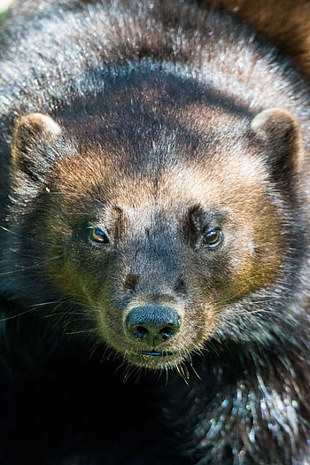 Wolverine animal, Animals wild, Gulo gulo, Wolverine HD phone wallpaper