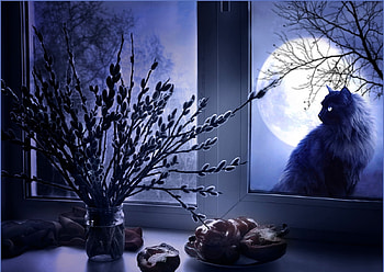 ❤, cat, abstract, moon, moonlight HD wallpaper