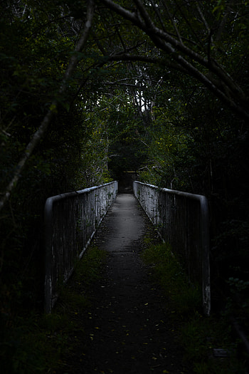 Dark, Road, Forest, Bridge, Dahl, Distance HD phone wallpaper