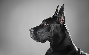 Great Dane, Adorable dog , gallery, Cute poses HD wallpaper