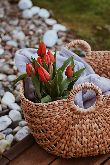 Flowers, Tulips, Bouquet, Basket HD phone wallpaper