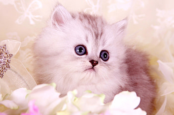 Kitten, Persian Cats HD wallpaper