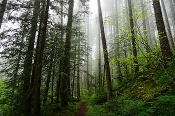 Nature, Trees, Forest, Spruce, Fir, Path HD wallpaper