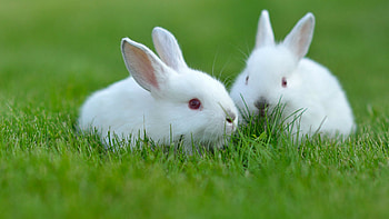 Snow-white rabbits, Soft as cotton, Delicate beauty, -perfect charm HD wallpaper