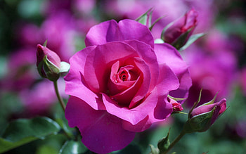 Flowers, Rose Flower, Rose, Petals, Bud, Stem, Stalk HD wallpaper