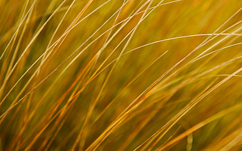 Grass, plant, nature, green HD wallpaper