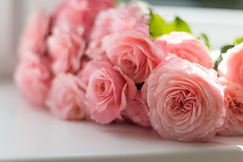 Beautiful pink roses in bloom, captured indoors with soft lighting, creating a serene and elegant floral . HD wallpaper