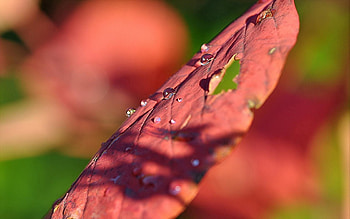 Drops, Macro, Surface, Sheet, Leaf HD wallpaper